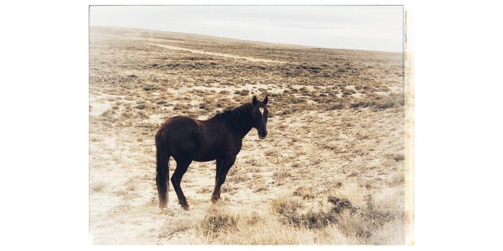 Wild and Free Horse